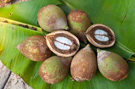 Babassu