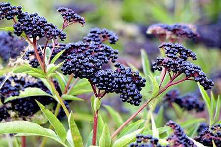 elderberry