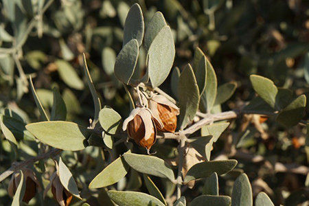 Jojoba oil: Shrubs growing wild in the desert
It envelops dry skin, retaining moisture while simultaneously regulating the skin's surface oil balance.